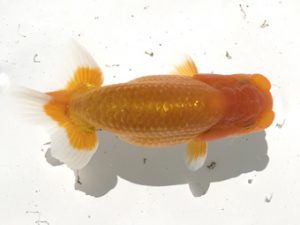 宮城伊達らんちう会　取締一　小林一仁　須賀川市