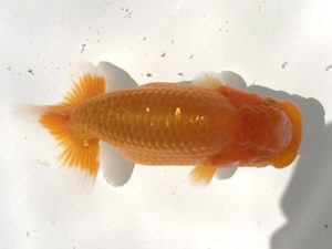 宮城伊達らんちう会　取締二　松田　勝　仙台市