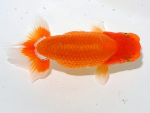 岡山錦鱗会　優等一席　村上暢彦　浅口