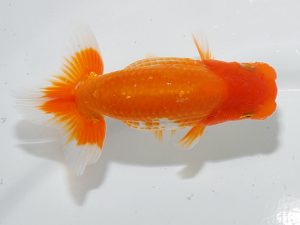 岡山錦鱗会　三席　村上暢彦　浅口