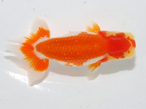 岡山錦鱗会　優等四席 三宅一共　浅口