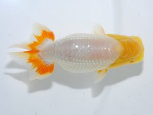 岡山錦鱗会　優等五席 大原　正　児島