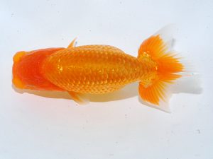 岡山錦鱗会 一等一席　大熊正人　倉敷