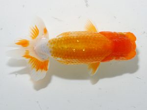 岡山錦鱗会 一等二席　川本智祥　愛媛