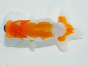 岡山錦鱗会 一等三席　難波康宏　児島