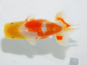 岡山錦鱗会 一等五席　中田　衛　呉