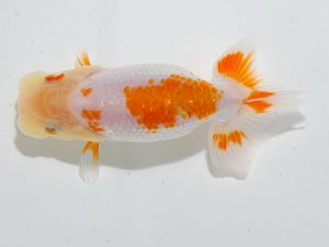 岡山錦鱗会 一等六席　梁原隆夫　倉敷