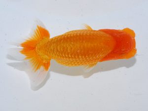 岡山錦鱗会 二等一席　武下喜一　愛媛