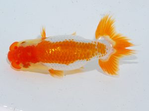 岡山錦鱗会 二等二席　石田一男　福山