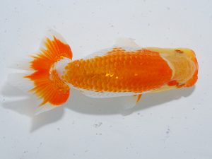 岡山錦鱗会　二等三席　武下喜一　愛媛