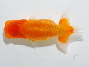 岡山錦鱗会 二等四席　田淵貴利　香川