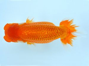 夏季研究会　東大関　臼杵直樹