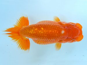 夏季研究会　西大関　宮本一幸