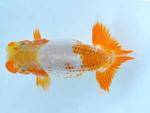 夏季研究会　立行司　橋岡信行