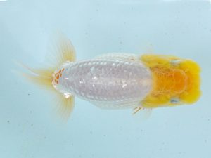 夏季研究会　東取締　八坂幸二