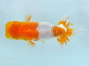 夏季研究会　西取締　臼杵直樹