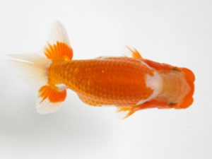 研究会　西大関　村上昌弘　今治
