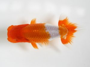 研究会　立行司　佐藤英朗　新居浜