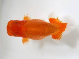 研究会　取締一　伊藤純弘　西条