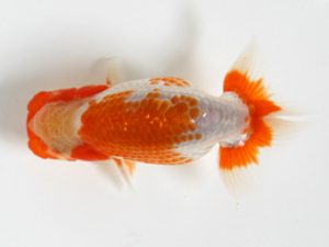 研究会　取締二　丹下　常　今治