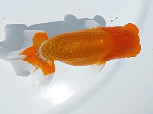 両毛愛魚会　研究会　二位　木村　等