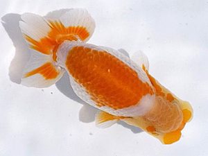 両毛愛魚会　研究会　四位　中村正志