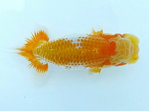 両毛愛魚会　研究会　五位　石田　正