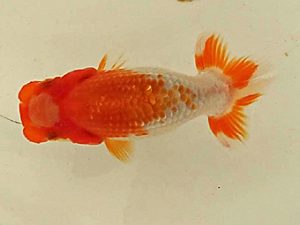 日蘭佐賀　当歳魚研究会　西大関　小林剛士