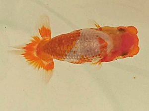 日蘭佐賀　当歳魚研究会　西取締　月木洋一