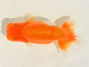 埼玉らんちう会　第二回研究会　東大関　五十嵐康則