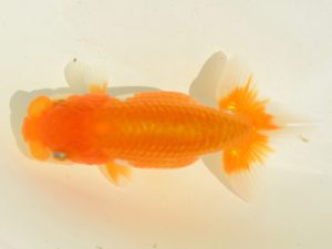 埼玉らんちう会　第二回研究会　取締一　今井茂男