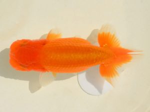 埼玉らんちう会　第二回研究会　取締二　本山隆史