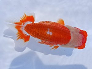 志摩紅鱗会　第三回研究会　西大関　小濱照明　松阪市
