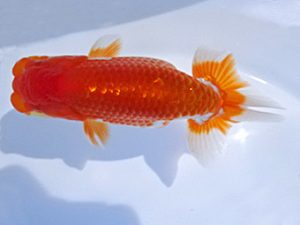 志摩紅鱗会　第三回研究会　立行司　小濱照明　松阪市