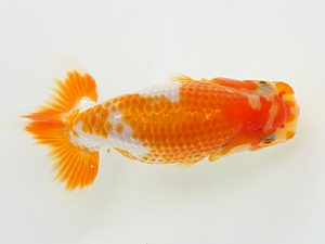 第２回研究会　東大関　塚本睦美