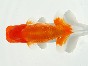 第２回研究会　西大関　野村哲史