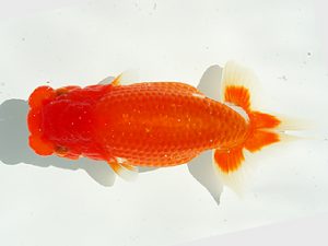 第２回研究会　立行司　石田道夫