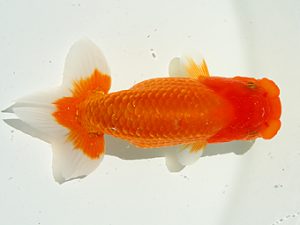 第２回研究会　取締二　水野悦生