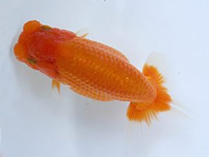 湘南らんちゅう会　研究会　2位　城所慎一