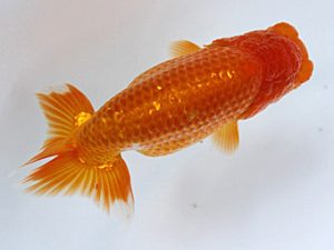 湘南らんちゅう会　第一回研究会　3位　村田祐則