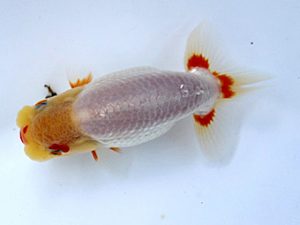 湘南らんちゅう会　研究会　5位　城所慎一