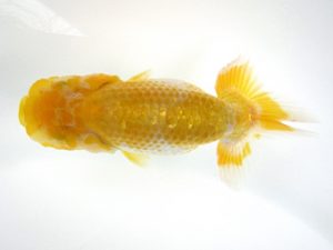 研究会　特選2　町田　伸