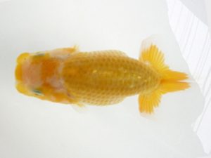 研究会　特選3　荘司三郎