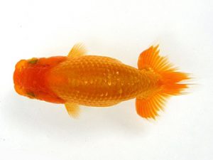 研究会　特選4　須田友一郎