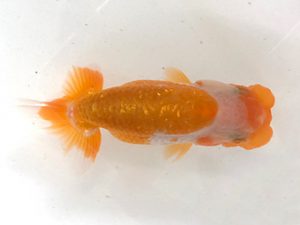 山梨錦城会　第二回研究会　二位　庄村　清