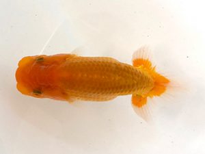 山梨錦城会　第二回研究会　三位　林部春雄