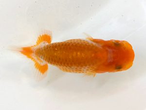 山梨錦城会　第二回研究会　四位　三沢岩男