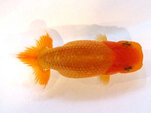 横浜観魚会　研究会　10位　湯脇能紹