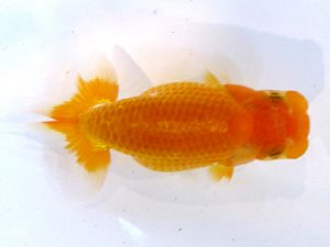 横浜観魚会　研究会　11位　村田祐則