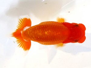 横浜観魚会　研究会　2位　藤川直子